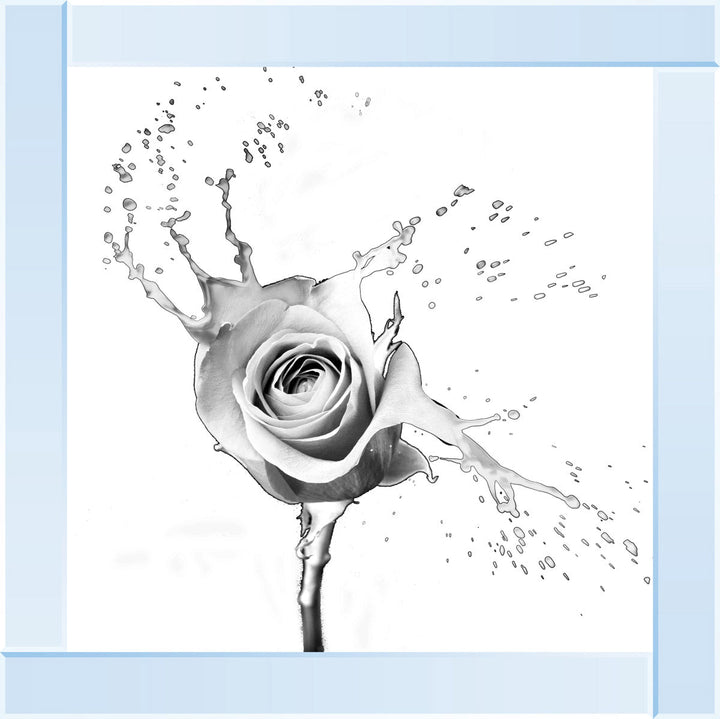 FL016 Rose Splash White