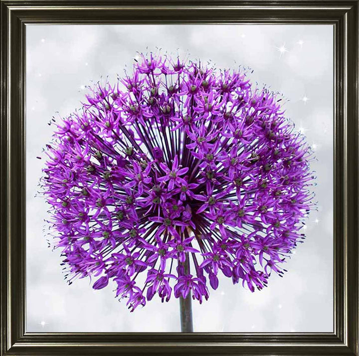 FL493 PURPLE ALLIUM