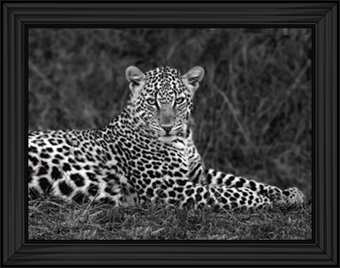 Leopard Monochrome