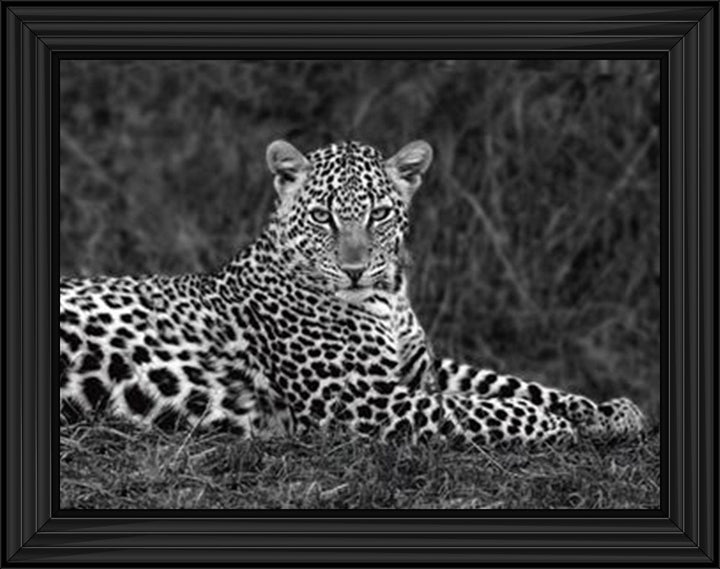Leopard Monochrome