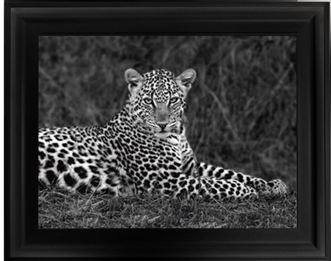 Leopard Monochrome