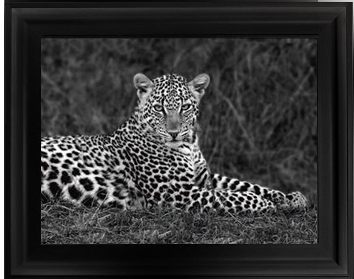 Leopard Monochrome