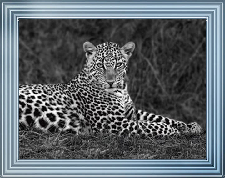 Leopard Monochrome