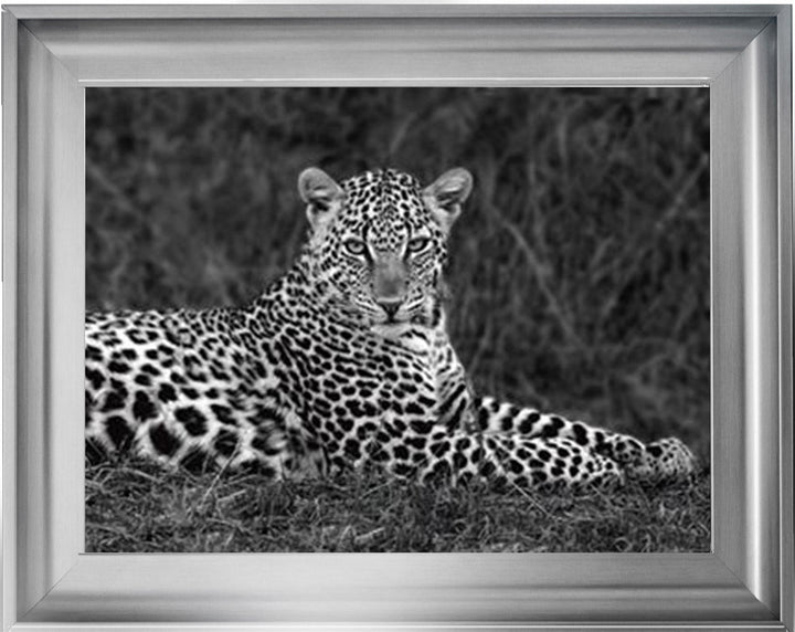 Leopard Monochrome