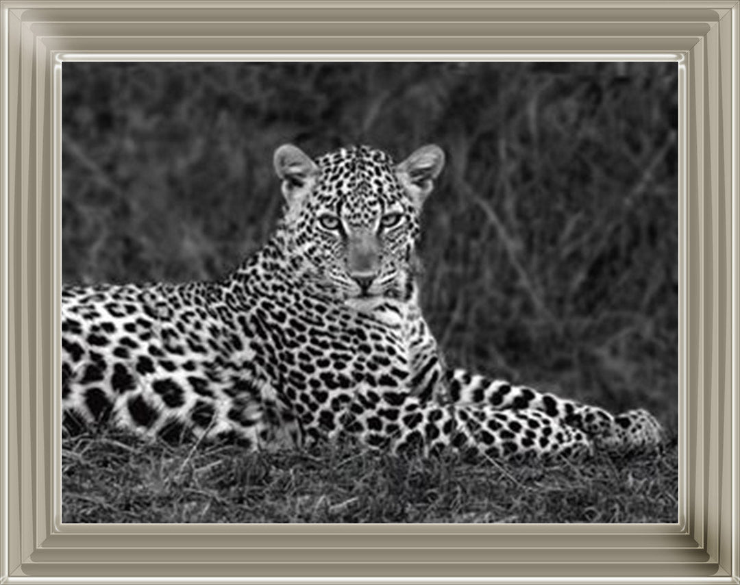 Leopard Monochrome