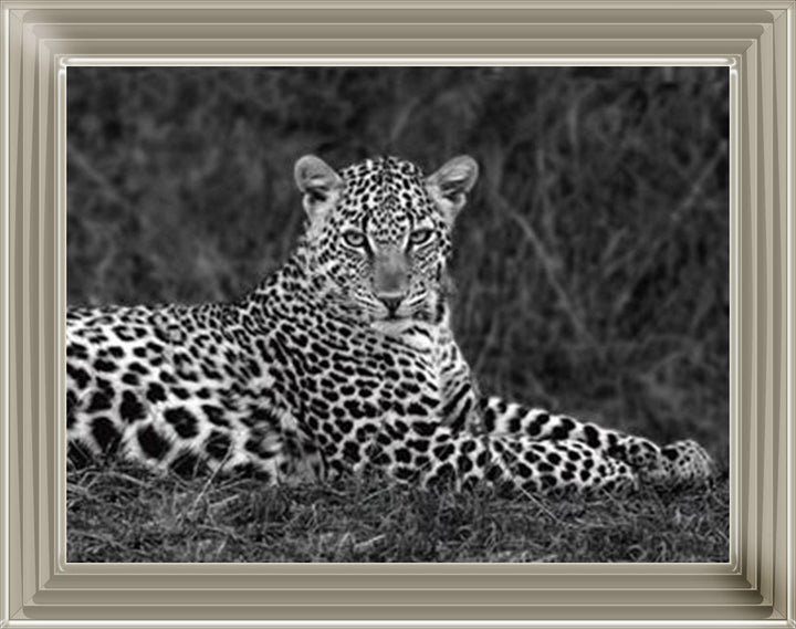 Leopard Monochrome