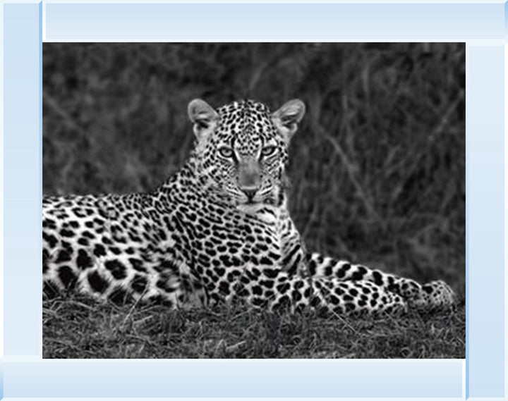 Leopard Monochrome