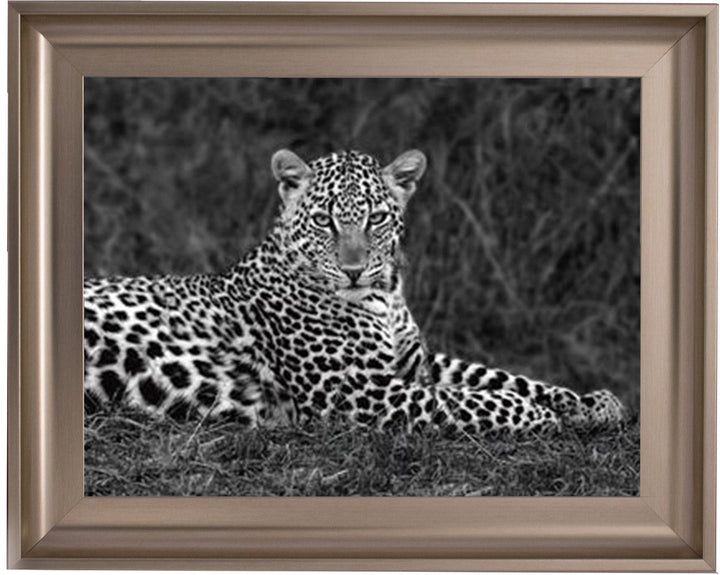 Leopard Monochrome