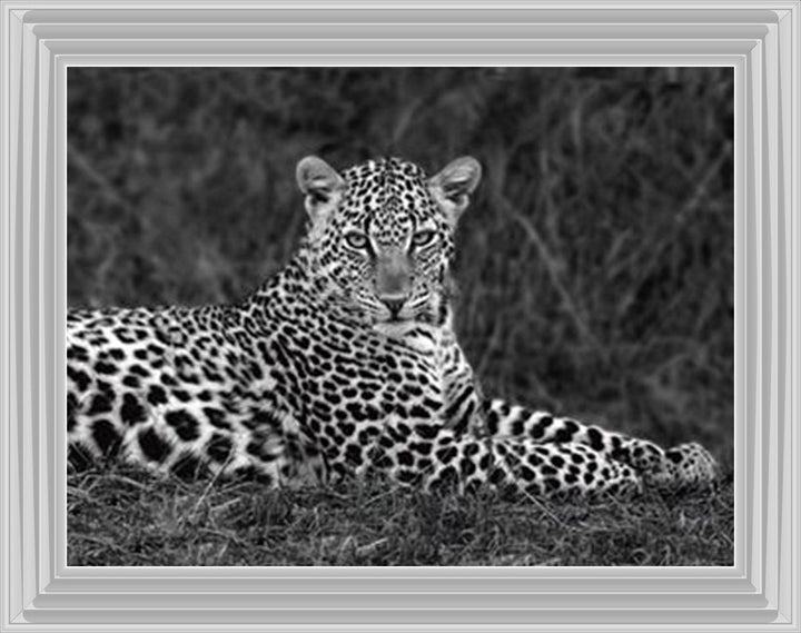 Leopard Monochrome