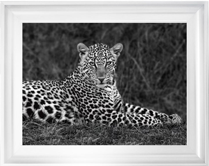 Leopard Monochrome