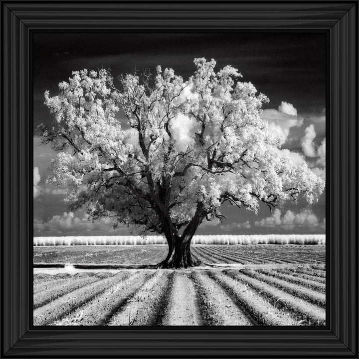 JMP310 Tree in ploughed field