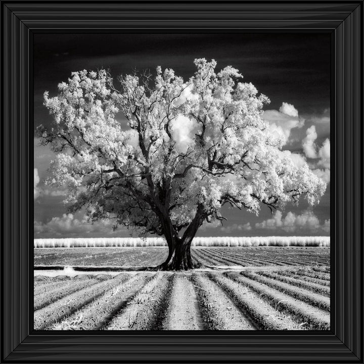 JMP310 Tree in ploughed field