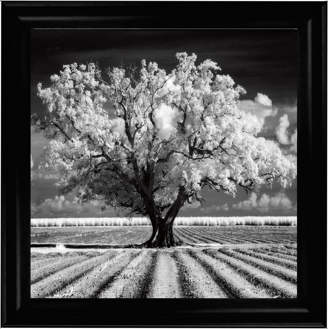 JMP310 Tree in ploughed field