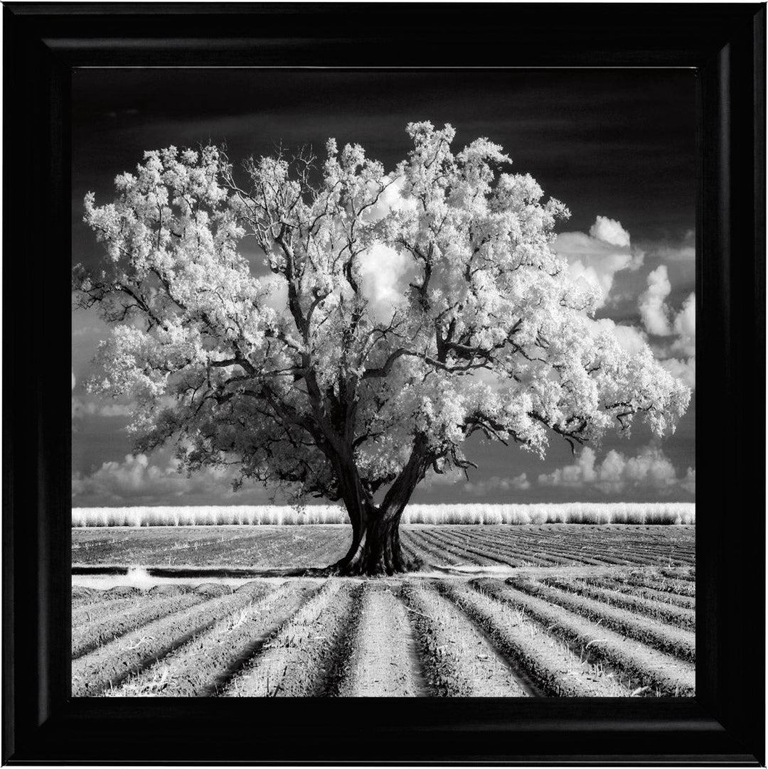 JMP310 Tree in ploughed field
