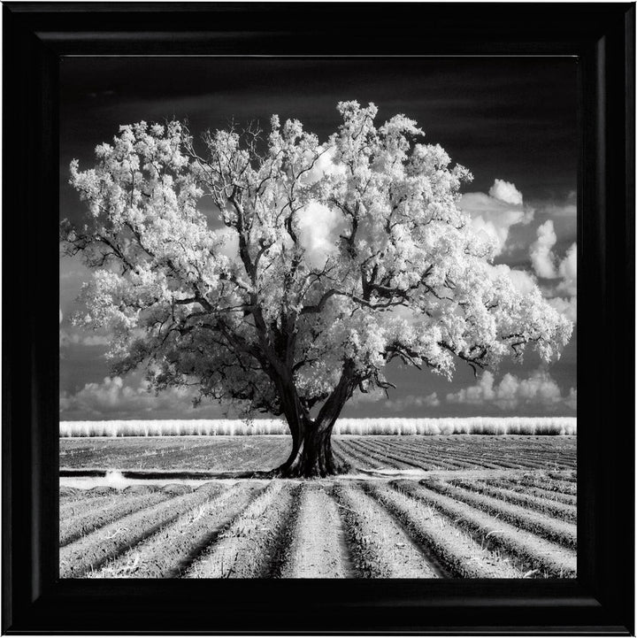 JMP310 Tree in ploughed field