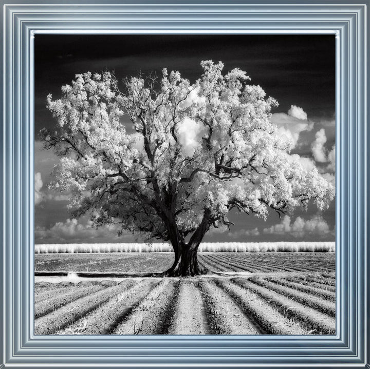 JMP310 Tree in ploughed field