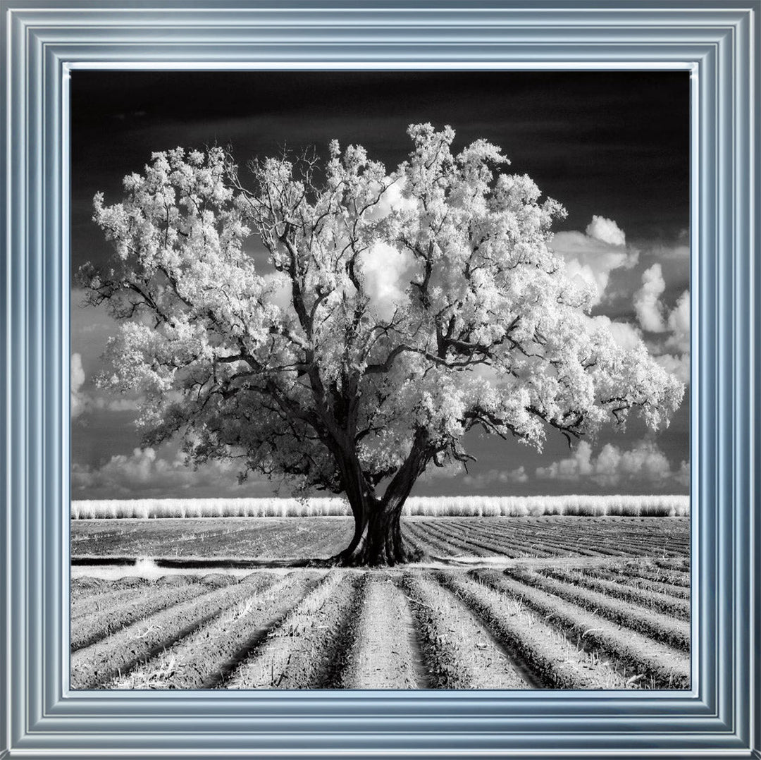 JMP310 Tree in ploughed field