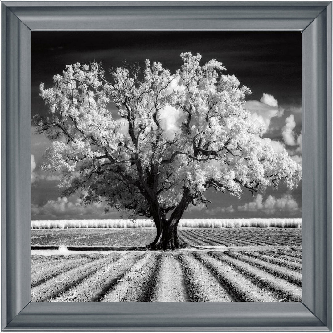 JMP310 Tree in ploughed field