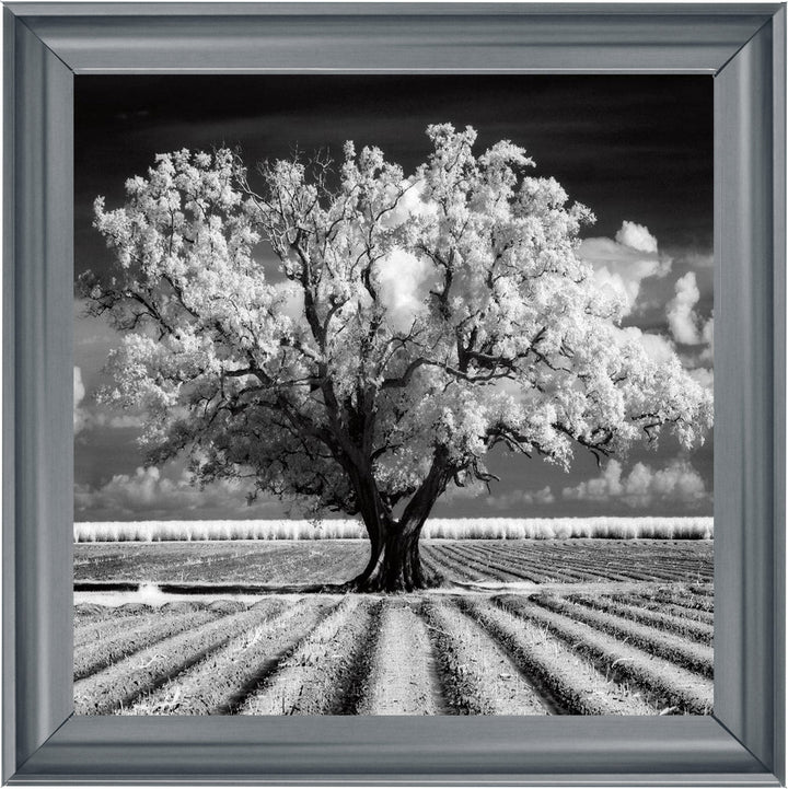 JMP310 Tree in ploughed field