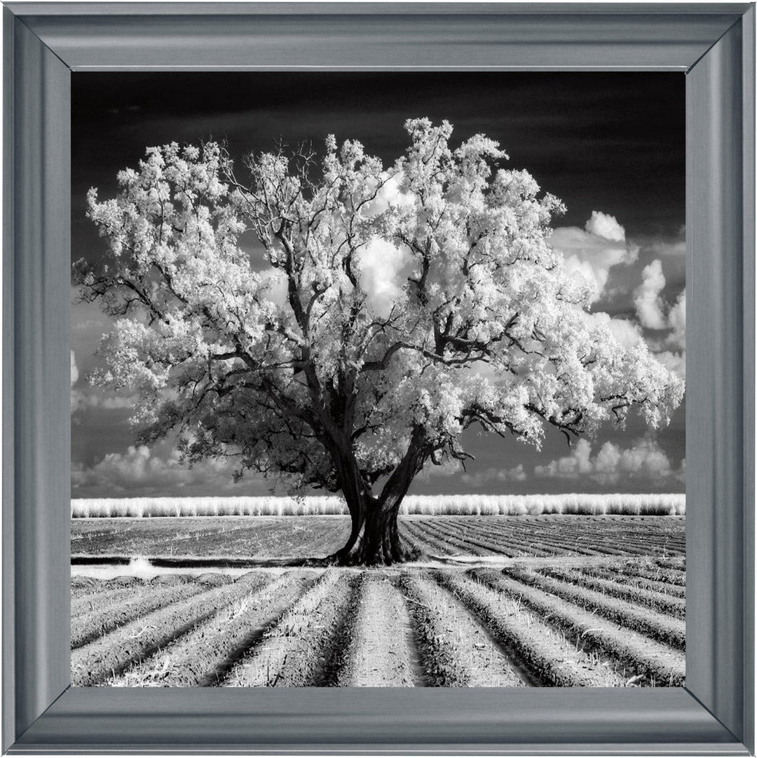 JMP310 Tree in ploughed field