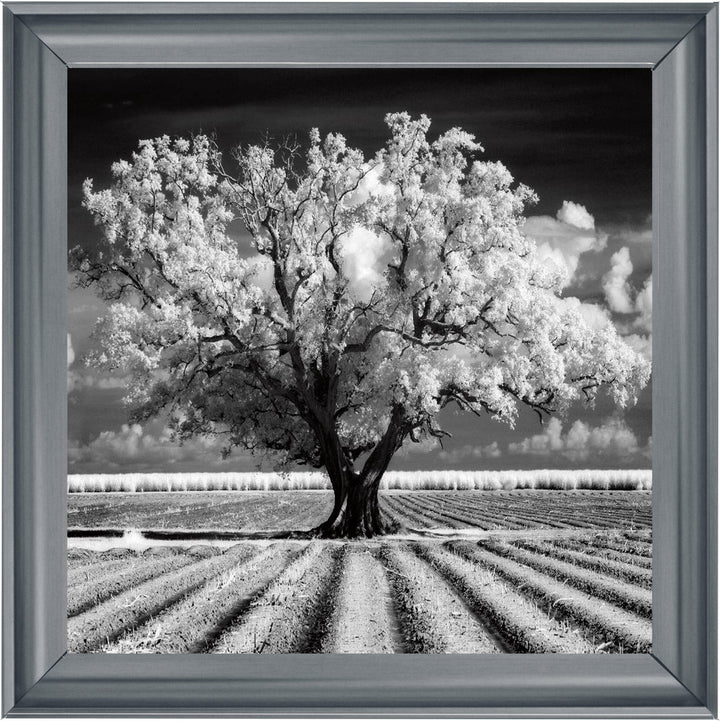 JMP310 Tree in ploughed field
