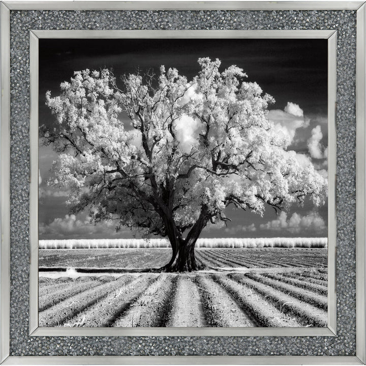 JMP310 Tree in ploughed field
