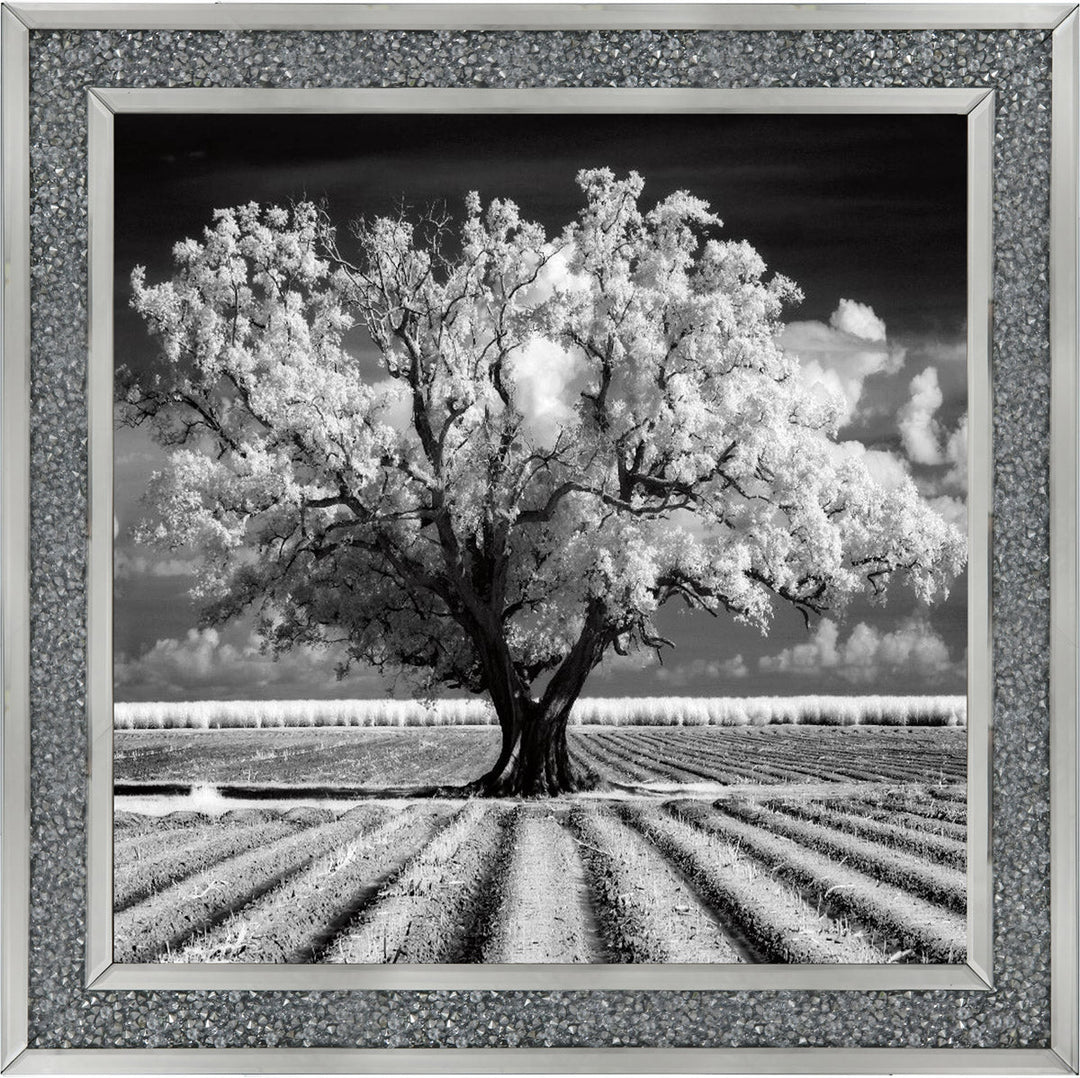JMP310 Tree in ploughed field