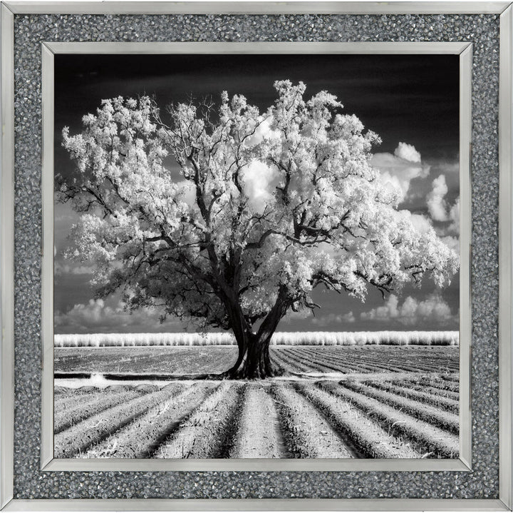 JMP310 Tree in ploughed field
