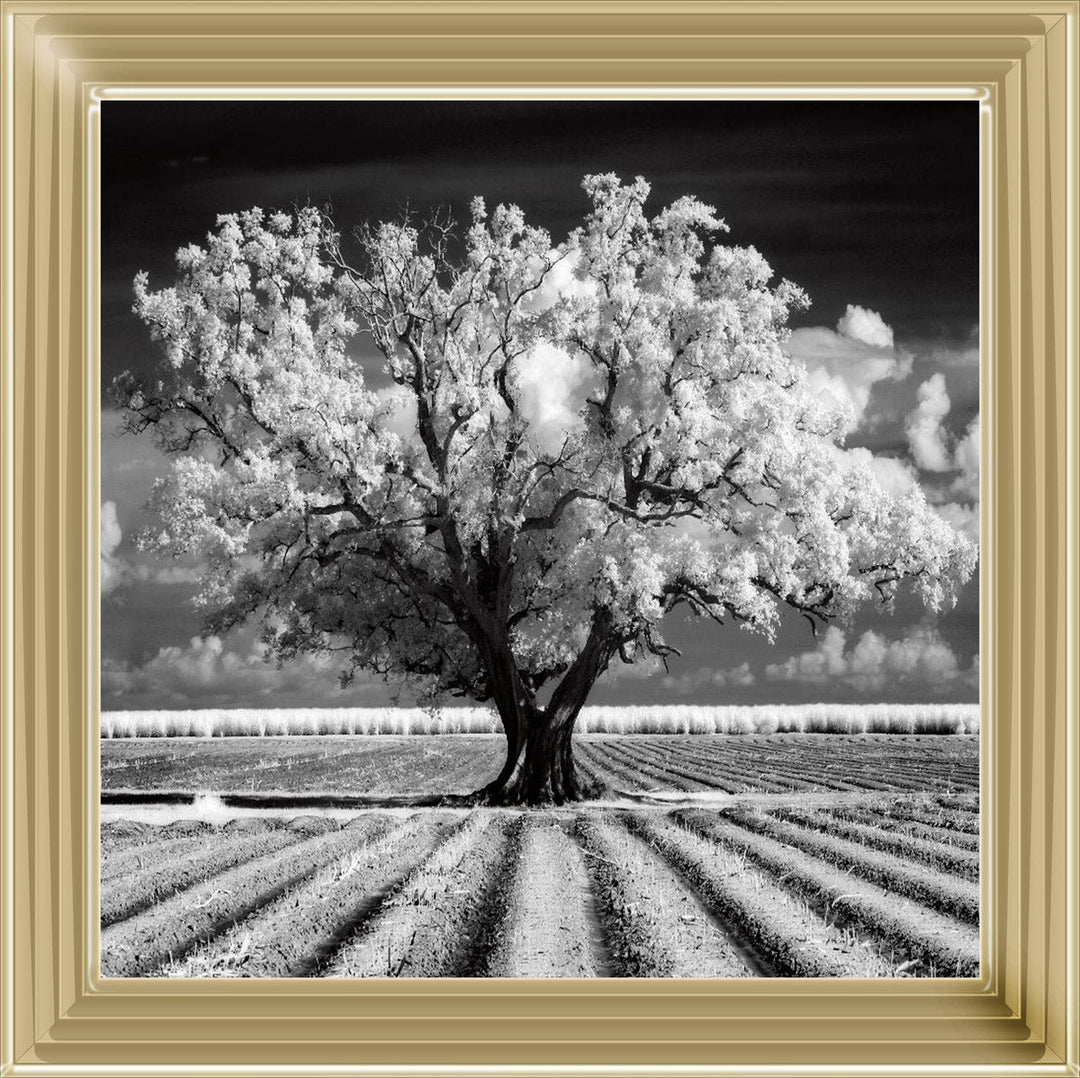 JMP310 Tree in ploughed field
