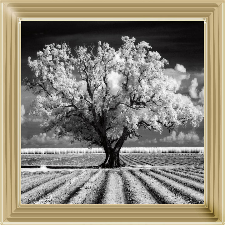JMP310 Tree in ploughed field