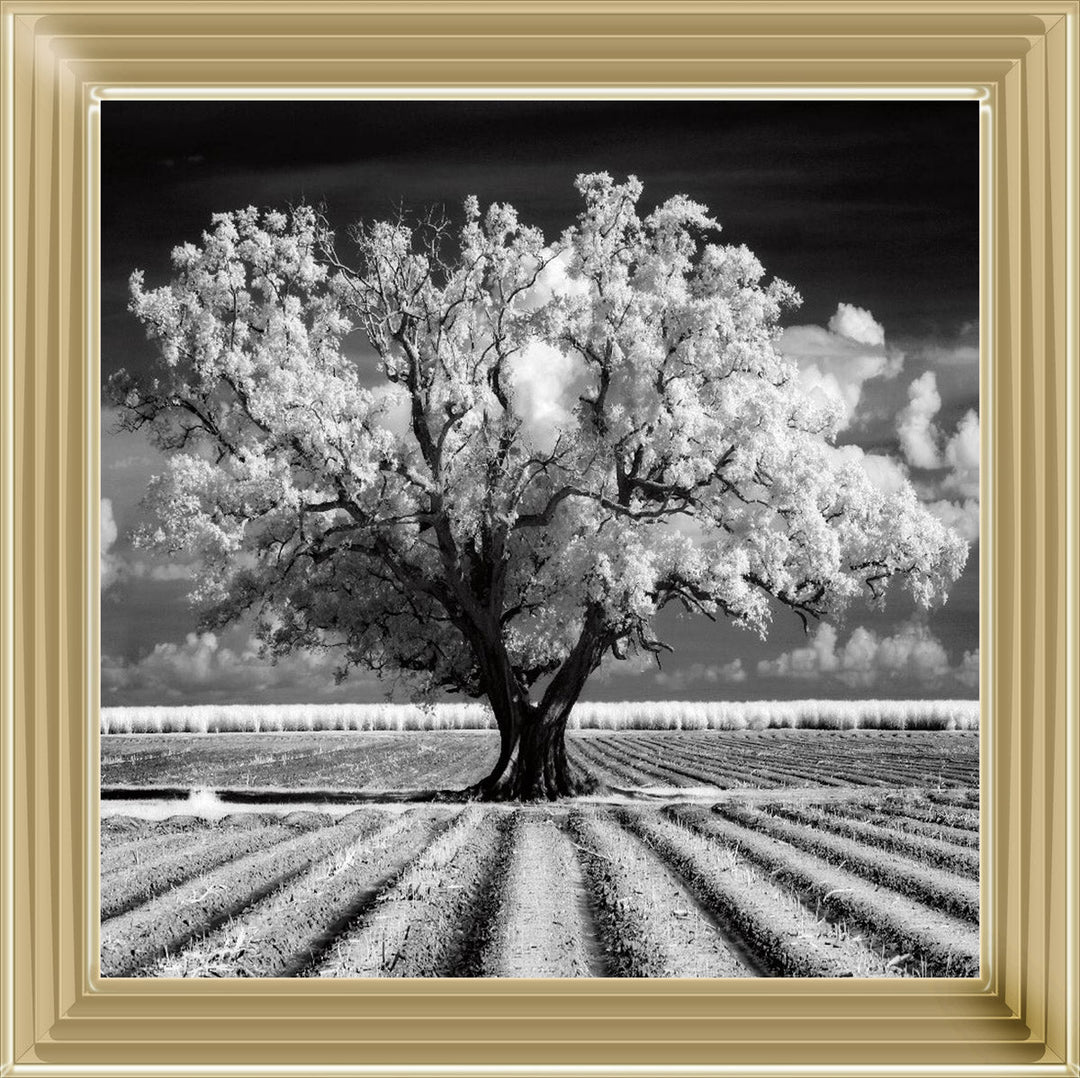 JMP310 Tree in ploughed field