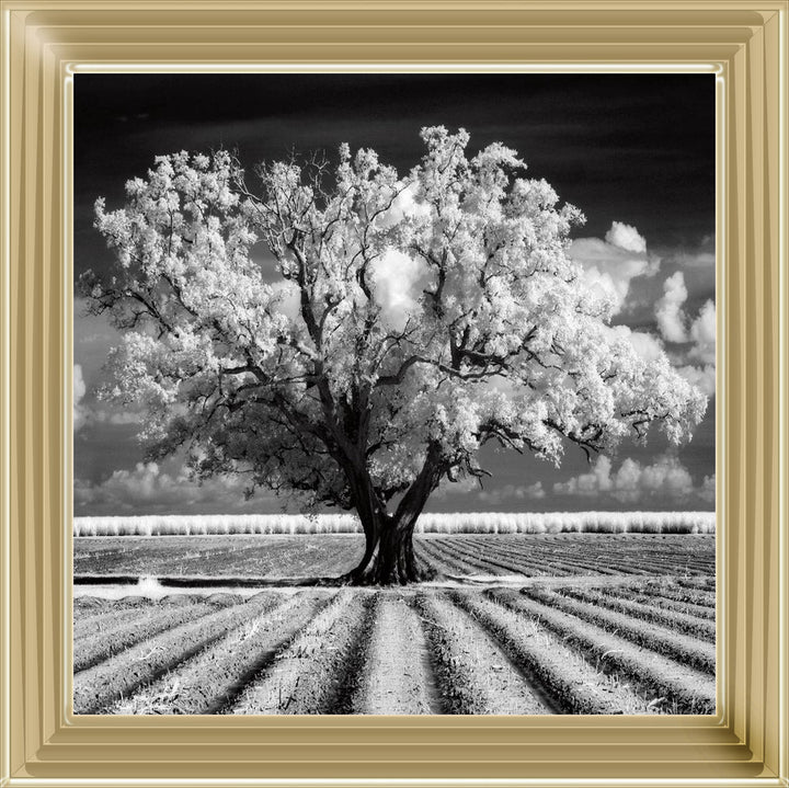 JMP310 Tree in ploughed field