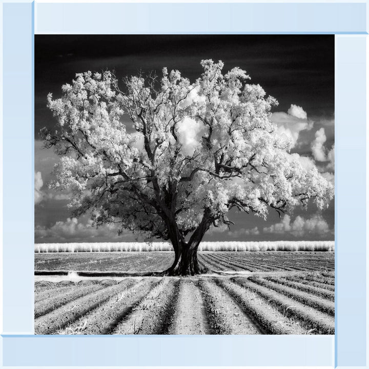 JMP310 Tree in ploughed field