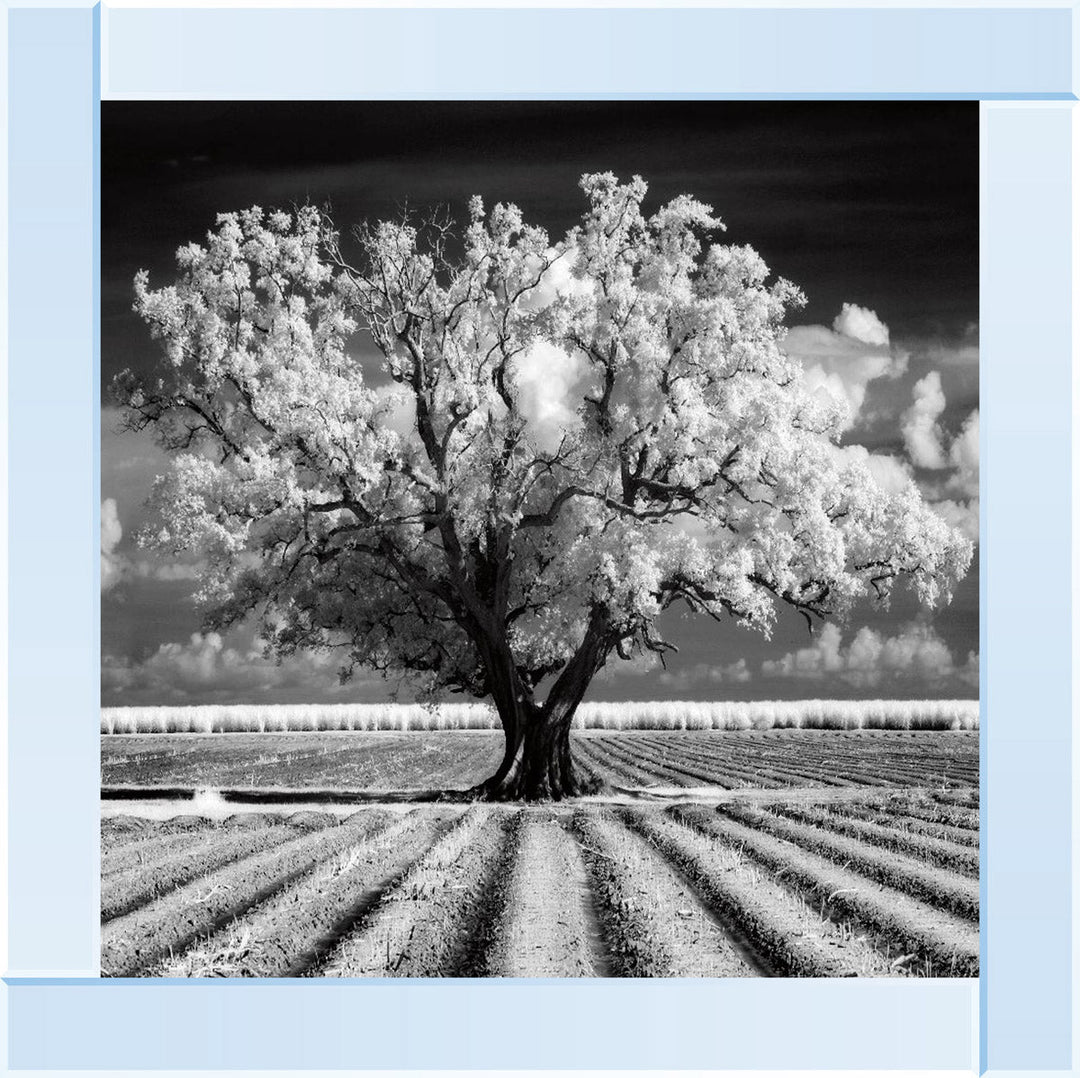 JMP310 Tree in ploughed field