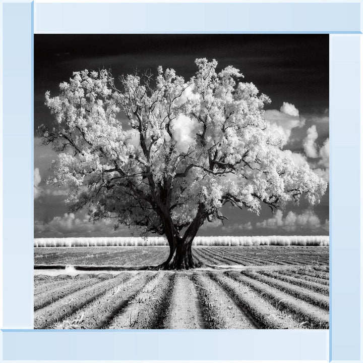 JMP310 Tree in ploughed field