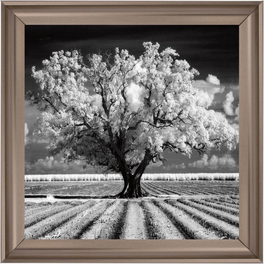 JMP310 Tree in ploughed field