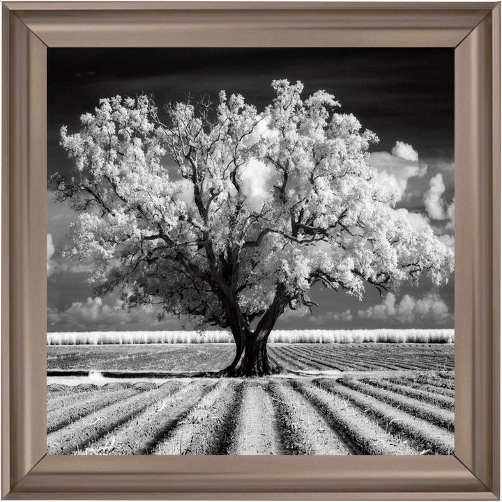 JMP310 Tree in ploughed field