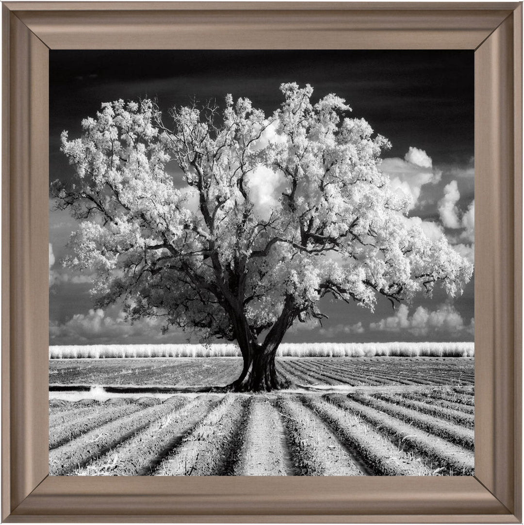 JMP310 Tree in ploughed field