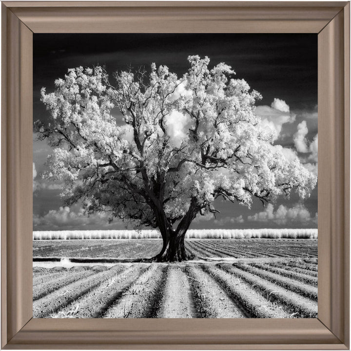 JMP310 Tree in ploughed field