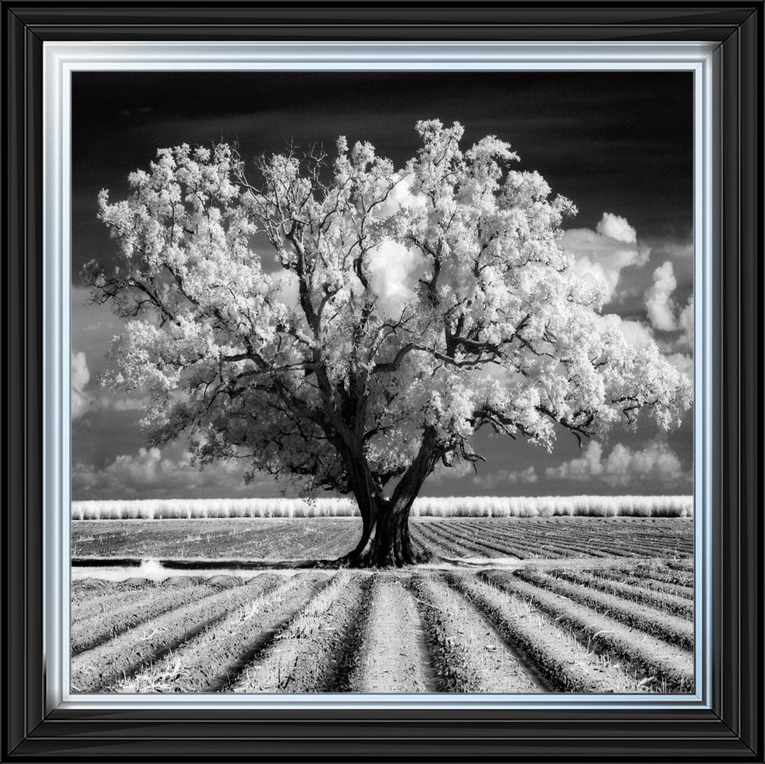 JMP310 Tree in ploughed field