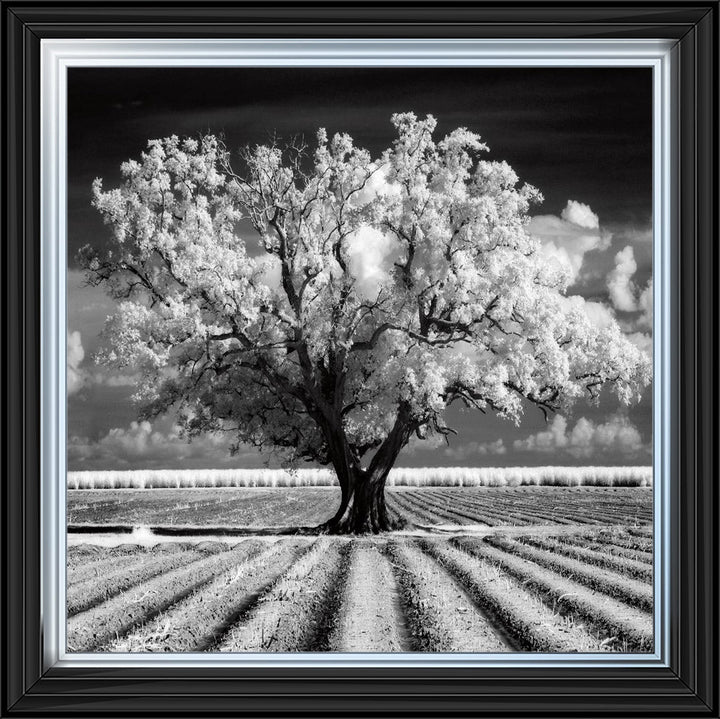 JMP310 Tree in ploughed field