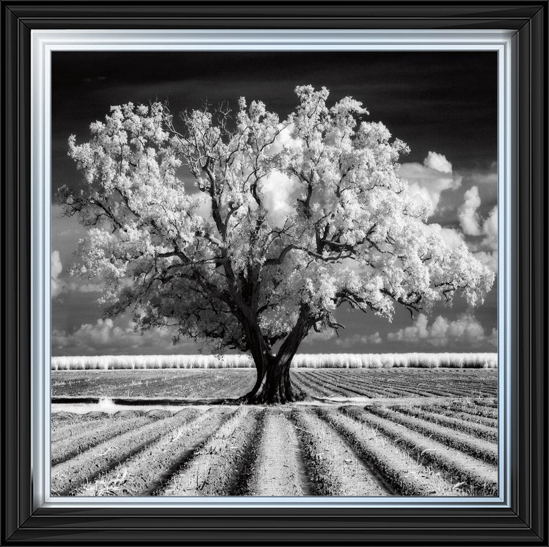 JMP310 Tree in ploughed field