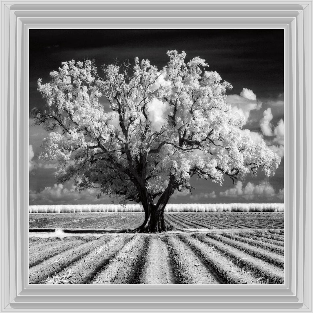 JMP310 Tree in ploughed field