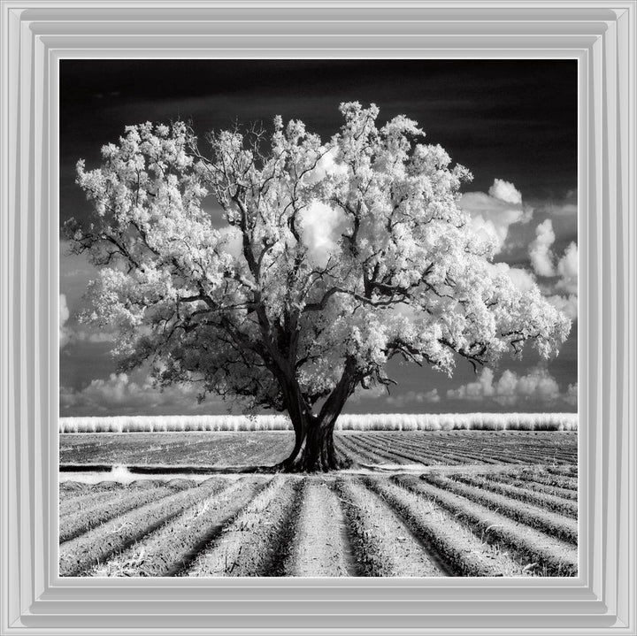 JMP310 Tree in ploughed field