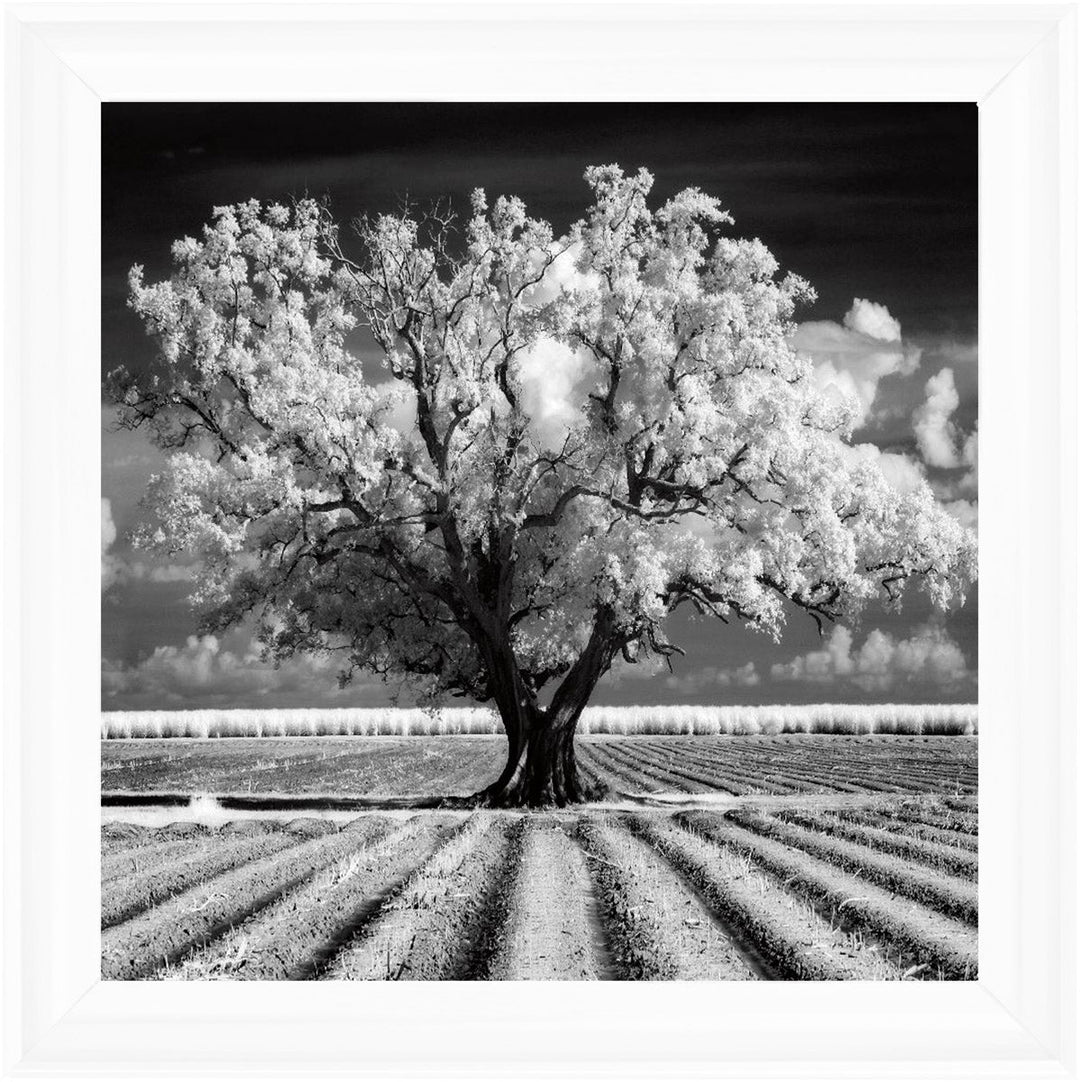 JMP310 Tree in ploughed field