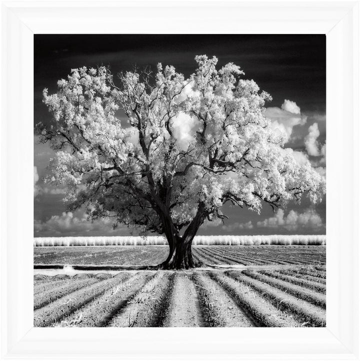 JMP310 Tree in ploughed field