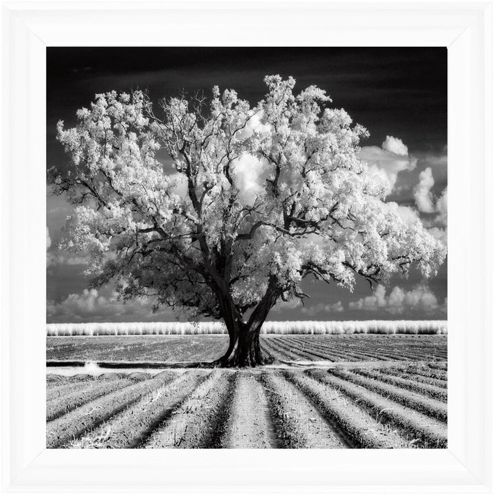 JMP310 Tree in ploughed field