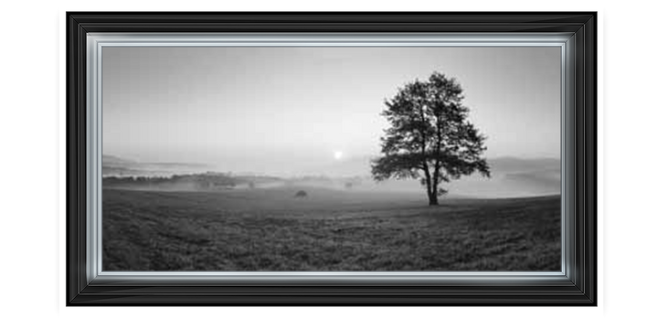 Oak In The Mist