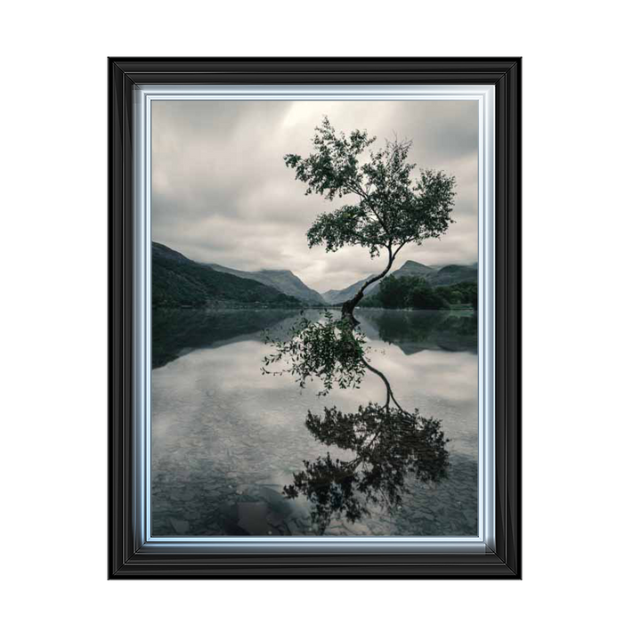 Lone Tree