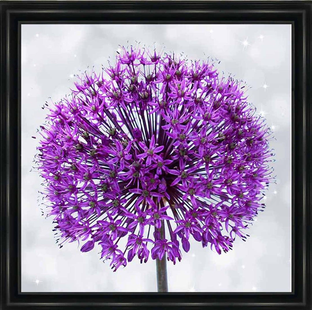 FL493 PURPLE ALLIUM